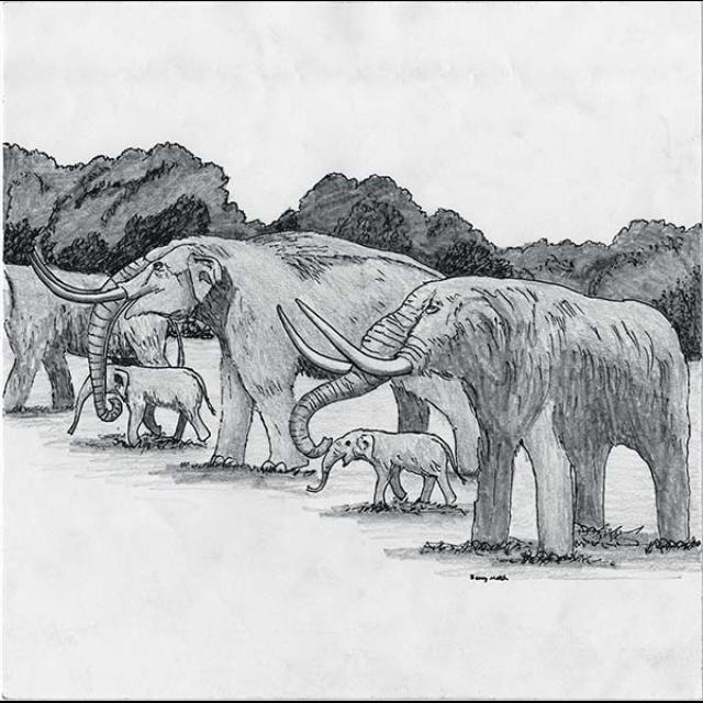 A black and white drawing of a herd of mastodons. There are three adult mastodons and two young mastodons standing in a line looking to the left. Dark trees are in the background. 